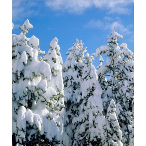 CA, Sierra Nevada Snowy trees in the Sierras